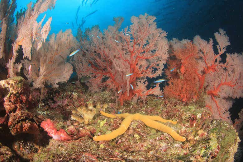 Glass Bottom Boat Ride