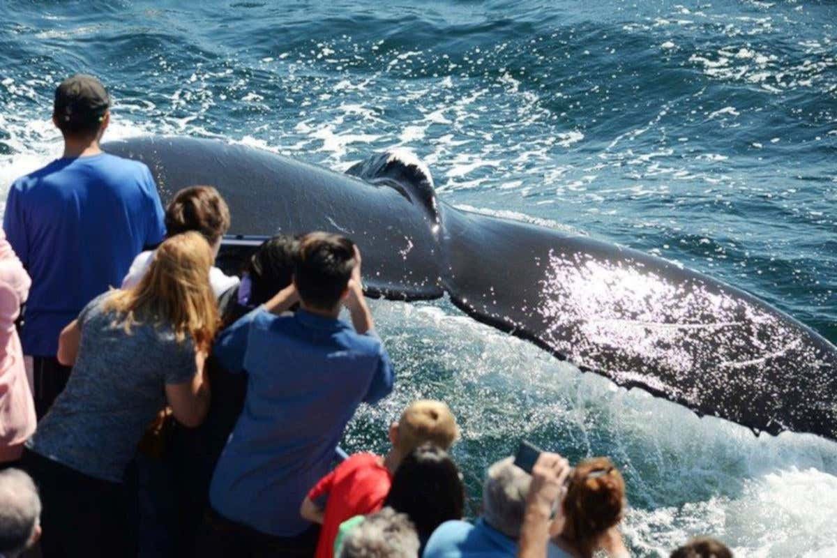 Boston Whale Watching Cruise