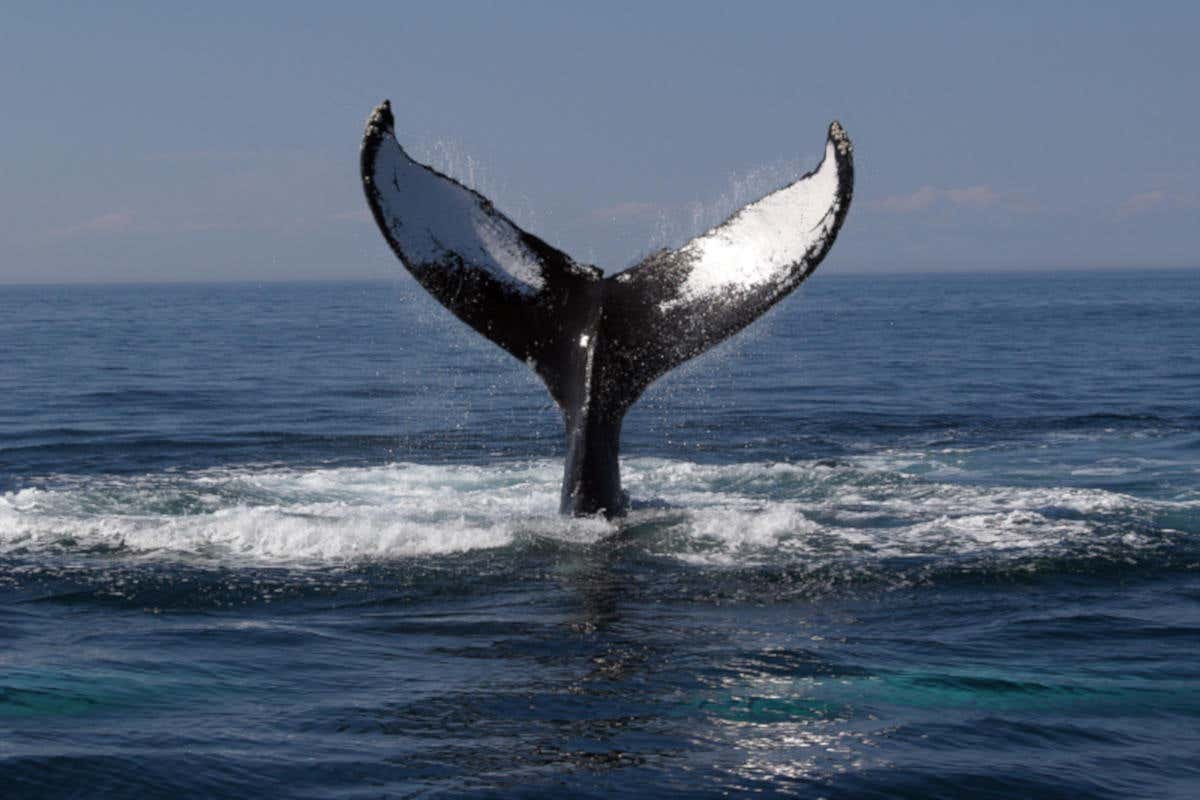 Boston Whale Watching Cruise
