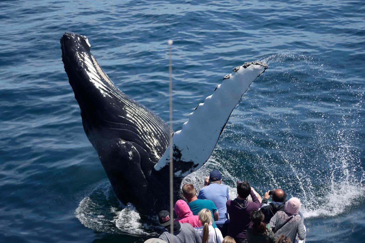 Boston Whale Watching Cruise