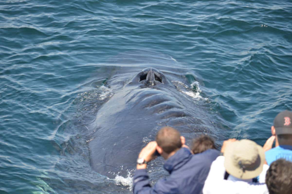 Boston Whale Watching Cruise