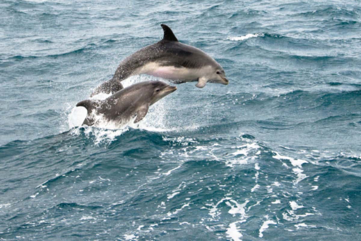 Boston Whale Watching Cruise