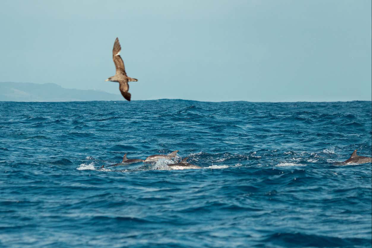 Dolphin & Whale Watching