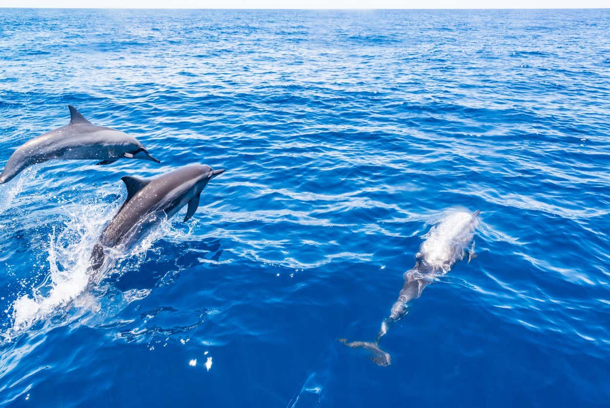 Dolphin & Whale Watching
