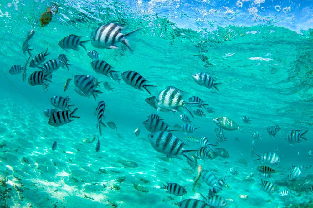 Glass Bottom Boat Tour & Snorkeling