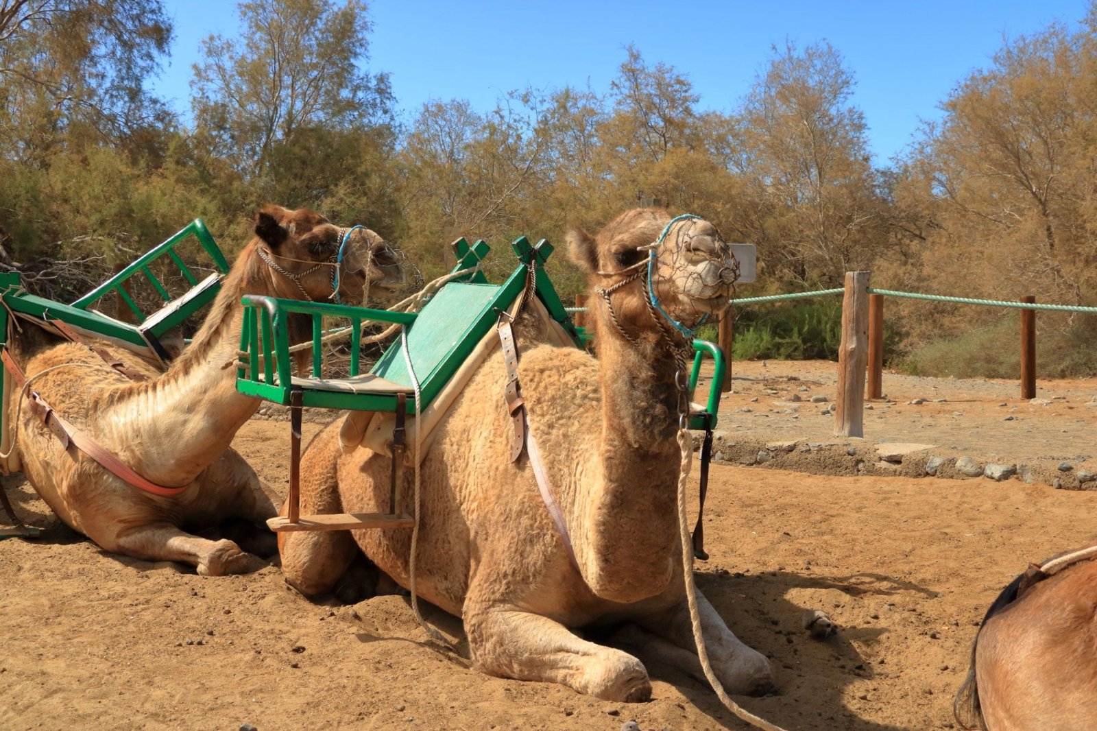Camel Safari