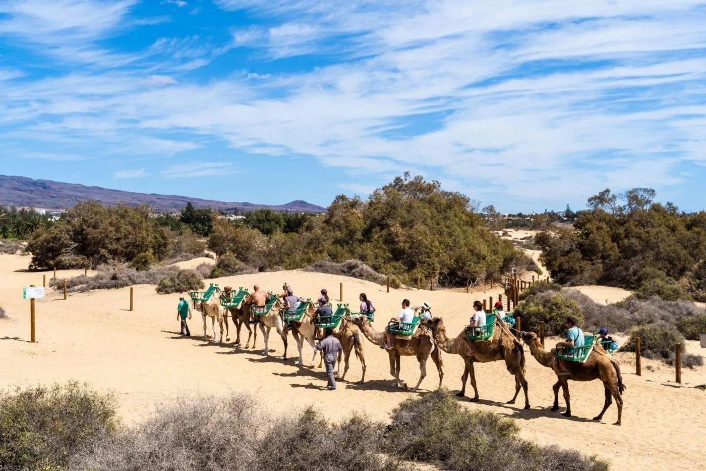 Camel Safari