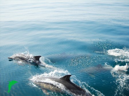 Guaranteed Short Glass Bottom Boat Tour