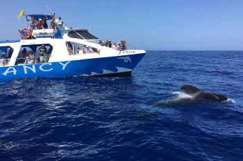 Dolphin & Whale Watching