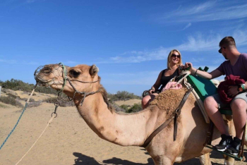 Camel Safari