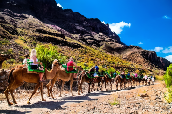 Camel Safari Park